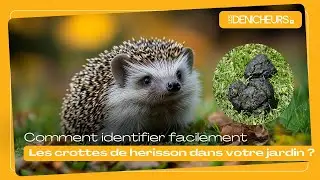 🦔💩 Comment identifier facilement les crottes de h&eacute;risson dans votre jardin ?