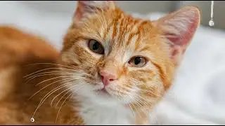 Playlist(cat purring) - Cozy Moments with Cats 🐾❤️
