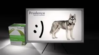 Prudence Absolute Immune Health Powder for Dogs