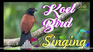 Koel bird singing | Beautiful and calm sound to hear |