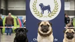 🐾 Carlino (Pug): Lo que NADIE te dice de vivir con un 