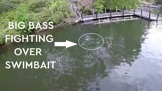 INSANE DAY of FISHING with Big Swimbaits- DRT Klash 9
