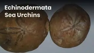 Paleontology definition | phylum and fossil evidence | Geology GIS