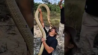 День 49 В поисках питона! 🐍
