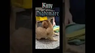 what causes a nightmare | cat having a nightmare #shorts