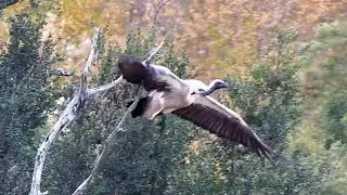 White-backed vulture (Gyps africanus) at Djuma Cam Live Stream, Part 2