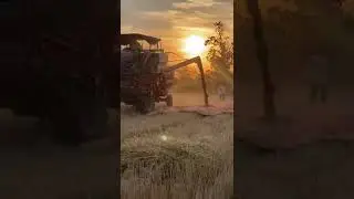 Wheat 🌾 Harvesting with beautiful 🤩 Sunset 🌅 View