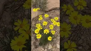 Utah desert wildflowers