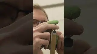 Handcrafting Traditional Bows