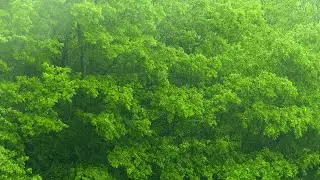 Rain Stock Video