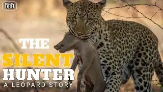 The Silent Hunter: A Leopard Story | National geographic hindi | Wildlife documentary in Hindi