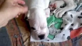 Perrito B&oacute;xer Blanco  sordo