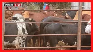 Thoko ya mahiu ya Ilbisil kaunti-ini ya Kajiado nihinge
