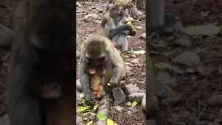 Cute Girl and cute monkey | Toni Family