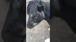 Joni und Nilsi: