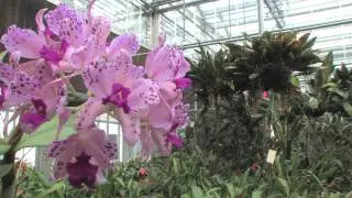 The Orchid Show: Cuba in Flower in the Making - February 4