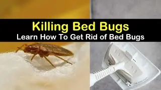 Eco friendly Bed Bug Infestation Steam Treatment! #pestcontrol #bedbugtreatment #nyc