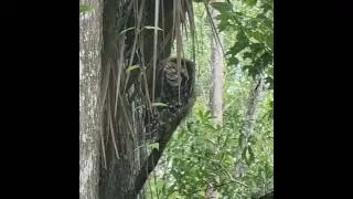 Talking to a Barred Owl grooming in a tree | Nature Wildlife | Florida Wetlands | #owlshorts #owl