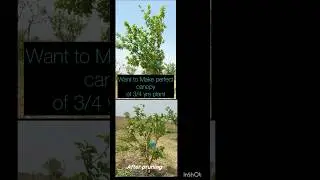 Canopy management in Guava plant |#poisonfreefarm #canopy #shorts #canopymanagement