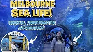 Sea Life Melbourne Video Tour   | Sharks, Penguins, Turtles