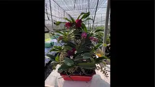 NHẠN THÁNG 8 HƯỜNG HÀ NAM 0399930009 || PHONG LAN RỪNG