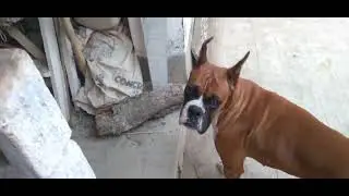 Boxer dog