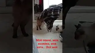 эт точно #видосыоткота #кот #прикольныекоты #gatos #cat # котики