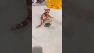 When animals steal the show #funnyanimal #animalvideos #cutepets #petsoftiktok #fyp