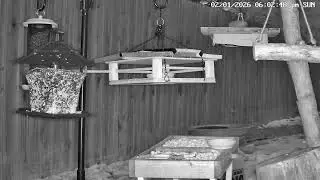 🐦 LIVE Bird Watching - Northwest Arkansas Feeder Cam