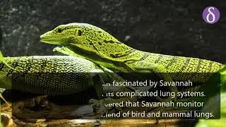 Examining The Monitor Lizard Lung Labyrinth