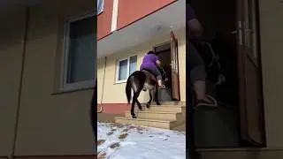 🐴😂🚀 Will the donkey collapse/fall under the woman? #music #fyp #viral #funny #donkey #tiktoksusic