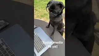 Social media dog #pug