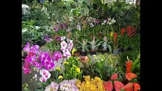 SILANG CAVITE. | BEAUTIFUL FLOWERS AND PLANT'S | walking tour | CASA BLANCA Vlogs