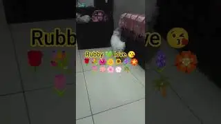 ਰੂਬੀ lovers #dogshorts #shortsviral #shortsfeed #dogs #doggielife #dogchannel #doggybestfriend