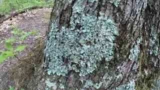 Foliose Lichen