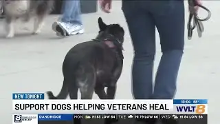 Service dogs aim to help veterans cope with struggles after returning home