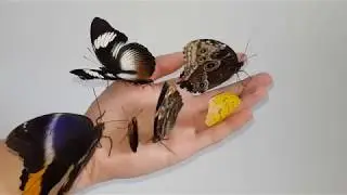 6 different species on my hand