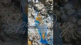 Underwater Spa Day: Parrotfish & Grouper Get Cleaned by Wrasse! 🧼🐟 #cleaning  #scubadiving #redsea