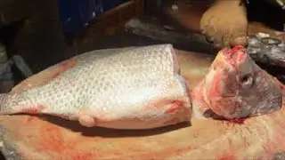 Real Fish Blogger // 
