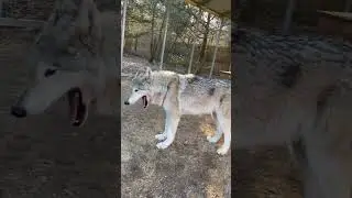 WOLF ENCOUNTER 👀🤔 #wolf #wolves #packlife #wolfpack #viral #shorts
