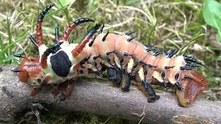 Devil Caterpillar - Citheronia regalis (Regal Moth) Horned Devil