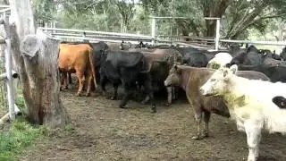 A & J MARSHALL - 43 EU ANGUS M/GREY YOUNG HEIFERS