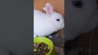 Blue Eyes Bunny #shorts