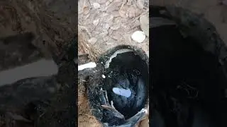 Pure Natural Rubber | Morning Work #shortsfeed #nature#viralvideo  #rubbertapping #allindia