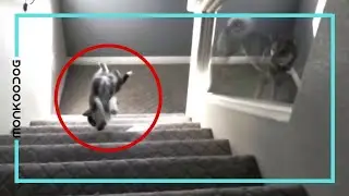 Dogs and stairs BEST compilation ll Funny dog video Dog vs stairs ll Monkoodog
