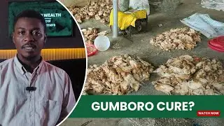 Everything You Need to Know About Gumboro Outbreak | Poultry Farming