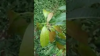 #mango #tree #best #bestcapture