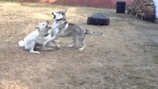 huskies play fighting