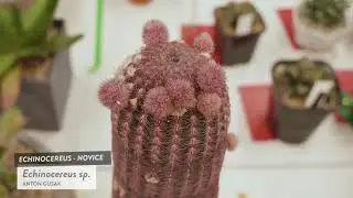 Cactus and Succulent  Id: Echinocereus Sp - Cactus Identification