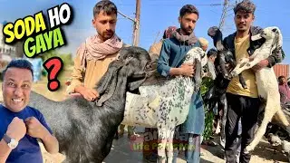 Bhains Colony Bakra Mandi Latest Rates Update 😱 | 4 February 2026 | Bakra, Dumba, Khassi Prices 🐐💰 
